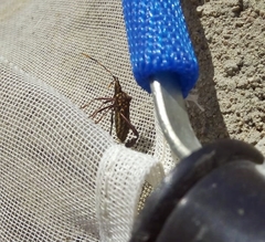 Leptoglossus gonagra