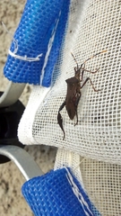 Leptoglossus gonagra