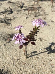 Iberis procumbens