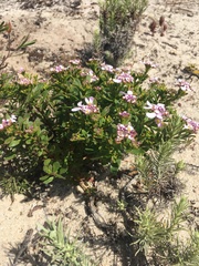 Iberis procumbens