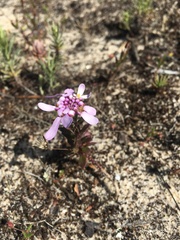 Iberis procumbens
