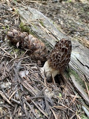 Morchella snyderi
