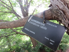 Juniperus rigida