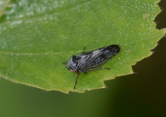 Oncopsis flavicollis