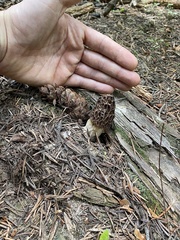 Morchella snyderi