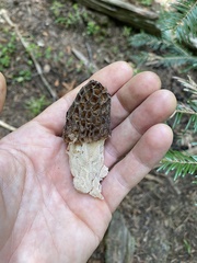 Morchella snyderi