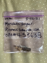 Morchella snyderi