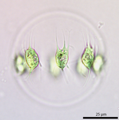 Stephanosphaera pluvialis