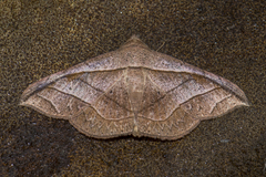 Tiruvaca subcostalis