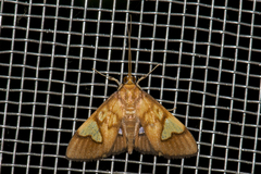 Nosophora
