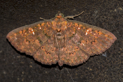 Sarobides inconclusa