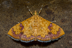 Isocentris filalis