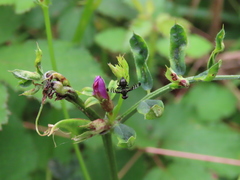 Rivellia syngenesiae