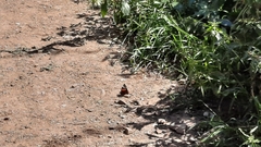 Vanessa atalanta