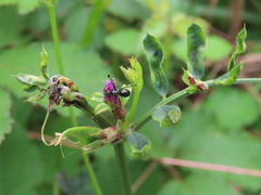 Rivellia syngenesiae