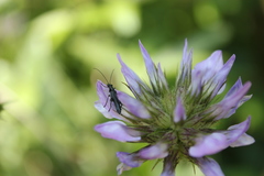 Oedemera nobilis
