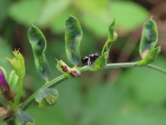 Rivellia syngenesiae