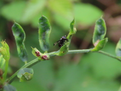 Rivellia syngenesiae