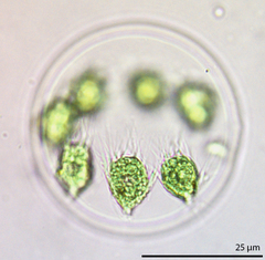 Stephanosphaera pluvialis