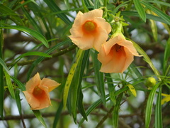 Gentianales
