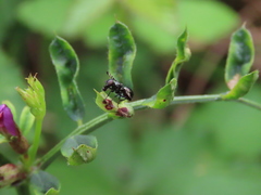 Rivellia syngenesiae