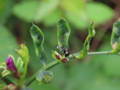 Rivellia syngenesiae