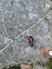 Carabus hispanus