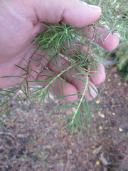 Juniperus rigida