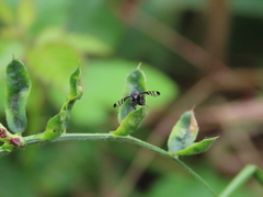 Rivellia syngenesiae