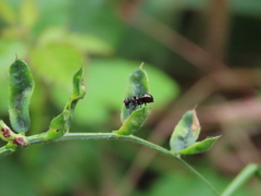 Rivellia syngenesiae