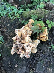 Laetiporus sulphureus
