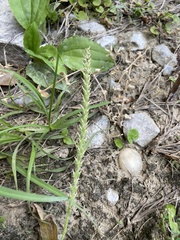 Plantago