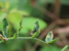 Rivellia syngenesiae