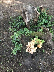 Laetiporus sulphureus