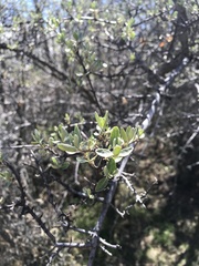 Shepherdia argentea