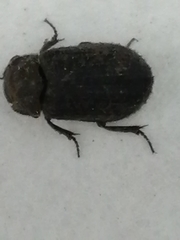 Trox scaber