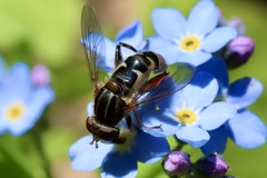 Anasimyia anausis