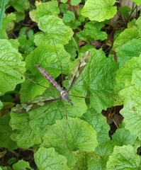 Tipula maxima