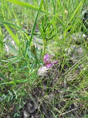 Astragalus arenarius