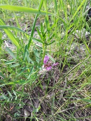 Astragalus arenarius