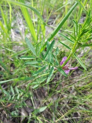 Astragalus arenarius