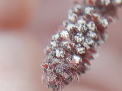 Acalypha californica