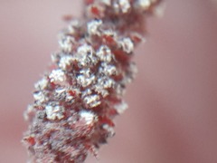 Acalypha californica