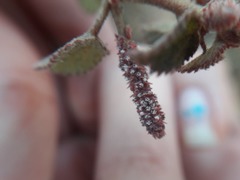 Acalypha californica