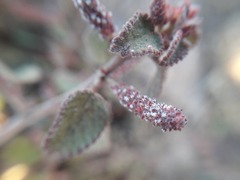 Acalypha californica