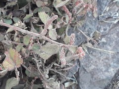 Acalypha californica