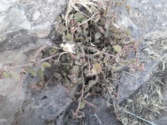 Acalypha californica