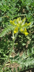 Astragalus vulpinus