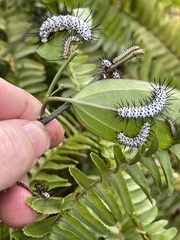 Heliconius charithonia
