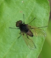 Chrysopilus proximus